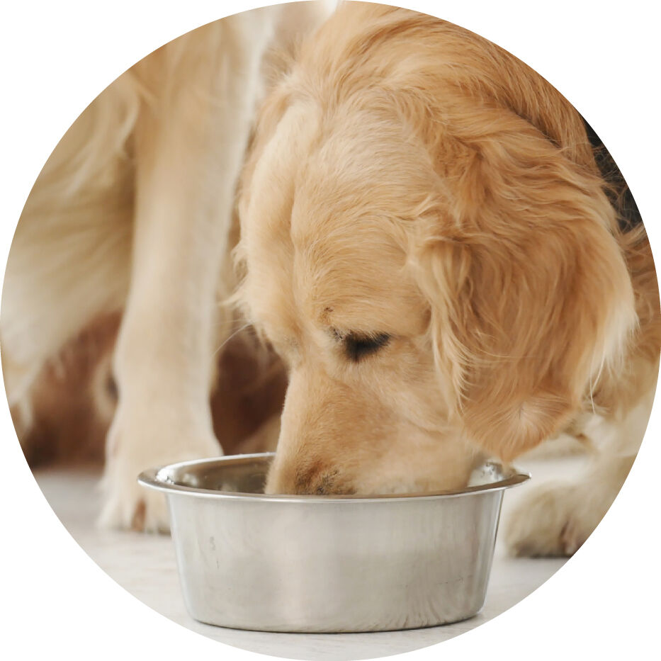 golden retriever eating from bowl